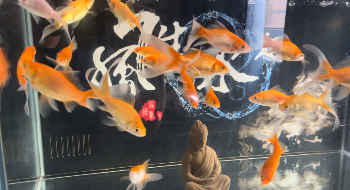 我的鱼缸